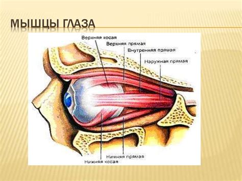 Гимнастика для глаз. Причины нарушений зрения - презентация онлайн