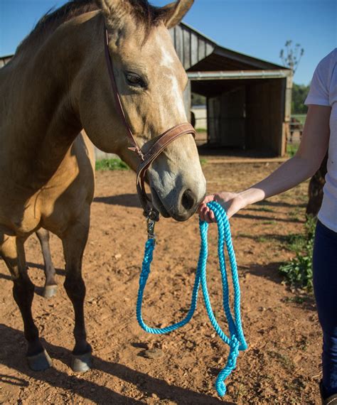 Horse Tack & Equine Supplies - www.ravenox.com – Page 2 – Ravenox