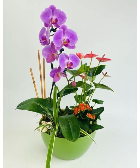 Tropical Bliss Orchid - Stadium Flowers