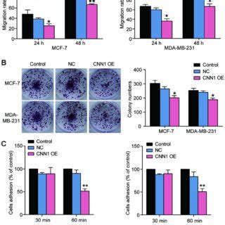 Cnn Overexpression Suppressed Cell Migration Colony Formation And