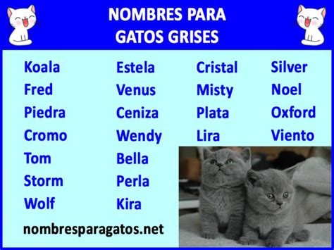 Nombres Para Gatos Grises Originales