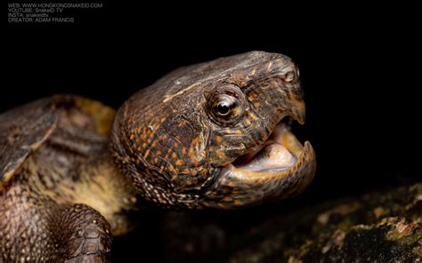 Big Headed Turtle - Platysternon megacephalum — HongKongSnakeID.com