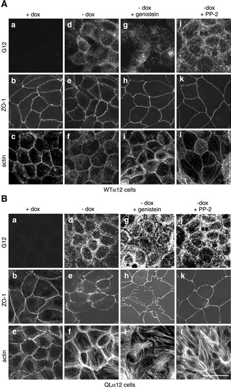 Confocal Immunofluorescent Localization Of G G Zo And Actin