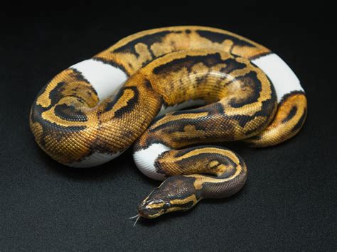 Morph List - World of Ball Pythons