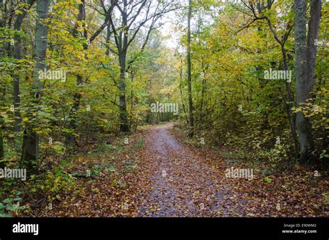 Paved Footpath In A Forest With Autumn Colors Stock Photo Alamy