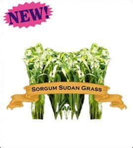 Grass Seed. Organic Sorgum Sudan. - Wood Prairie Family Farm