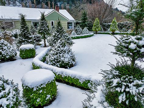 Pussy Willow Winter Branches Curly Willow Too Oregon Coastal Flowers LLC