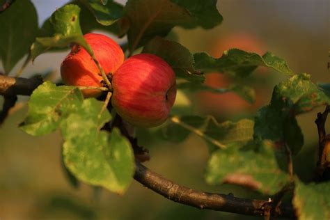 Manzana Fruta Árbol Foto gratis en Pixabay Pixabay