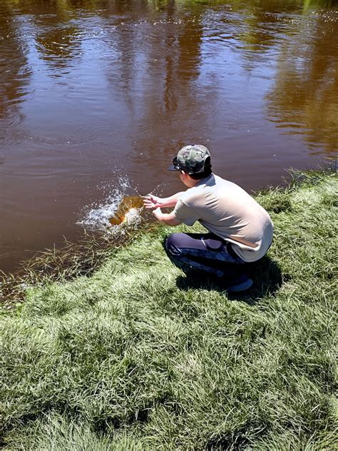 Carp Common Roughfish