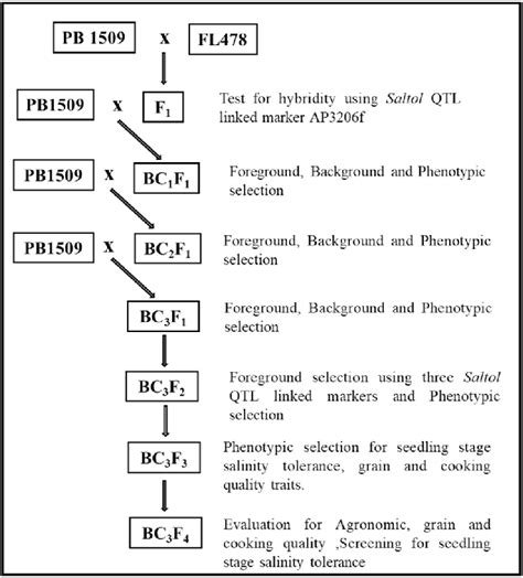 Marker Assisted Backcross Breeding Scheme Used For Introgression Of Download Scientific Diagram