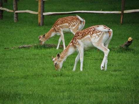 Photographs — Richmond Park — Deer — 20 May 2016 — 39 — wasaweb.net