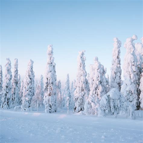 Bildet Naturlig Himmel Sn Naturlandskap Lerk Tre Skr Ningen