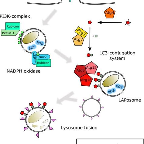 Pdf Lc Associated Phagocytosis In Microbial Pathogenesis