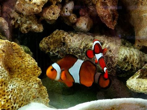 7 Pesci Facili E Resistenti Per Acquario Marino Specie Robuste Per Neofiti