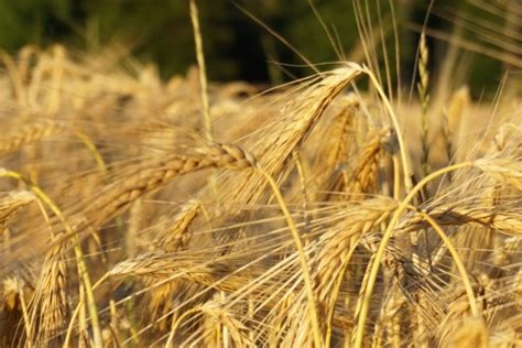 Fotos gratis naturaleza césped campo cebada trigo grano pradera