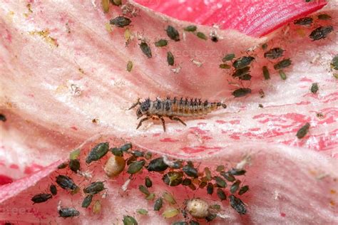 Asian Lady Beetle Larvae 3812887 Stock Photo at Vecteezy