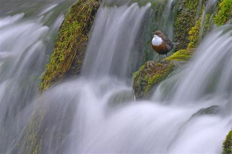 dipper perched on waterfall « Ben Hall Photography