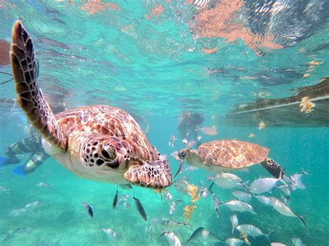 Akumal Swim With Turtles Riviera Maya Amazes