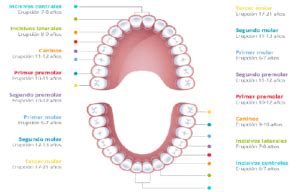 Cronolog A De Erupci N Dental Permanente Y Temporal Cl Nica Dental