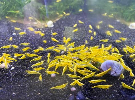 10+2 Adult Yellow Neocaridina Davidi Shrimp (Bonus Free Sample Shrimp ...