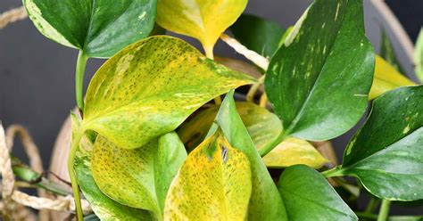 Why Do Pothos Leaves Turn Yellow Gardener’s Path