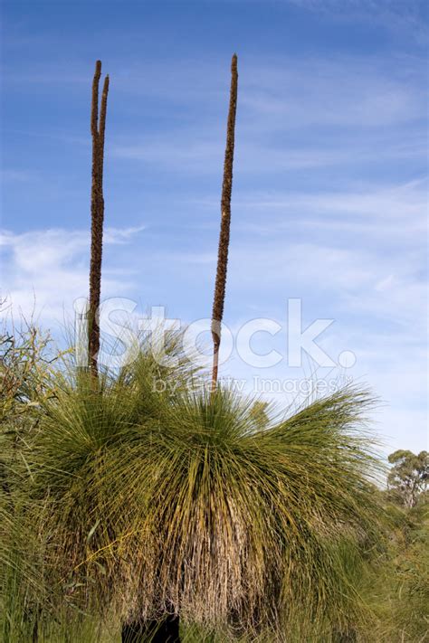 Australian Grass Tree Stock Photos - FreeImages.com