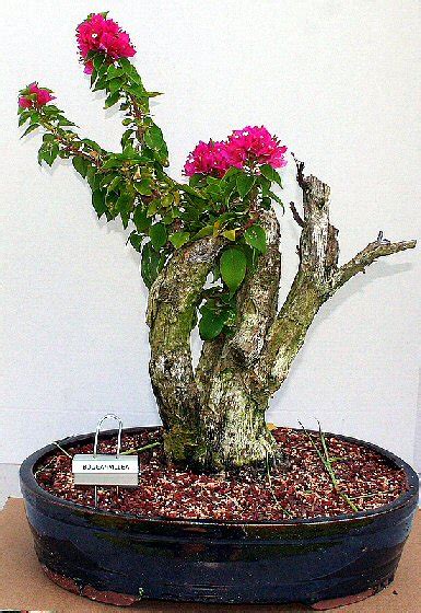 Flowering Bougainvillea Bonsai Treepink Pixie