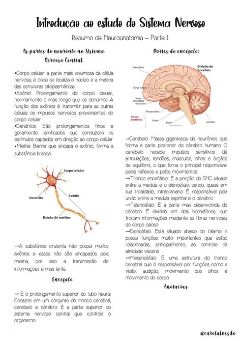 Resumo De Neuroanatomia Parte Ii Ssssssssssssssssssss Resumo De