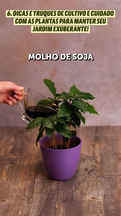 Dicas E Truques De Cultivo E Cuidado As Plantas Para Manter Seu