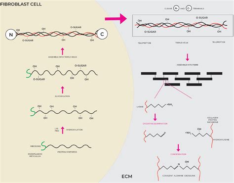 Skin Collagen Through The Lifestages Importance For Skin Health And Beauty