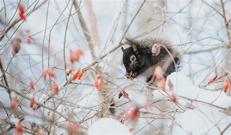 Do Squirrels Hibernate? - WorldAtlas