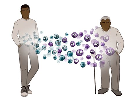 Y Chromosome Loss Makes Men Sicker Sex Chromosome Mutated In Old Age Damages Heart And Organs