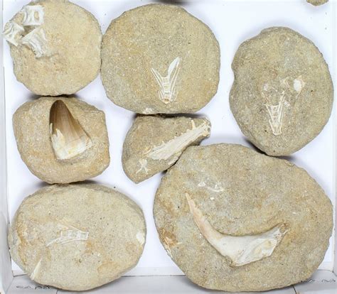 Flat: Cretaceous Marine Vertebrate Fossils - 13 Pieces (#96113) For Sale - FossilEra.com