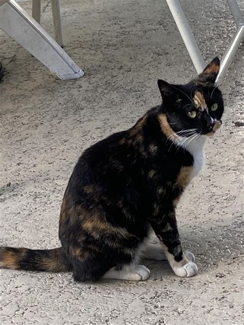 More of the feral cat colony : r/Eyebleach