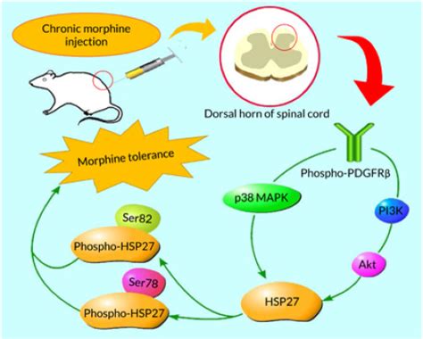 Spinal Heat Shock Protein 27 Participates In Pdgfrβ‐mediated Morphine