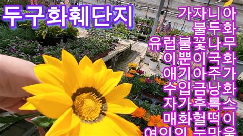 날마다꽃길두구화훼야생화금낭화가자니아청수국에니시다백풍등델피늄삭소름칼라리브랑코아부겐베리리아루피너스매화헐떡이