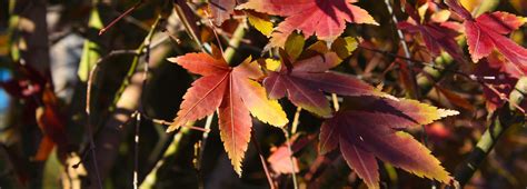 Deciduous Trees - Wombat Gully Plant Farm