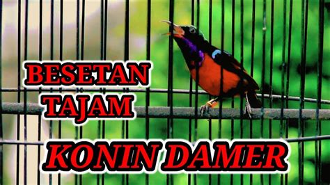 Masteran Burung Konin Besetan Tajam Cocok Untuk Pancingan Ijoan Bahan