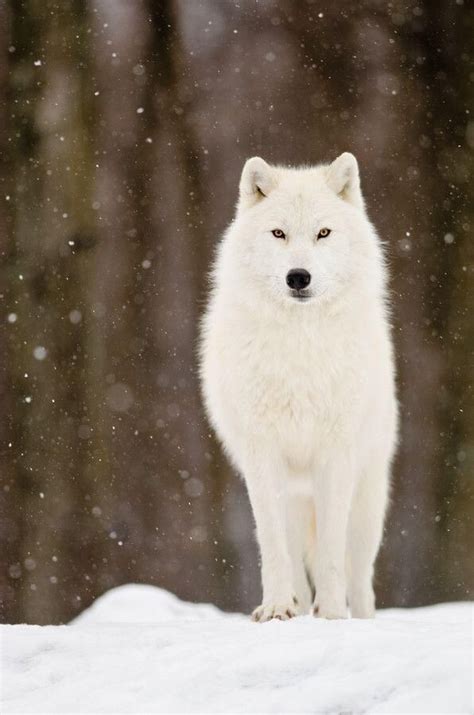 991 best images about Japanese Wolves on Pinterest | Wolves, Coyotes ...