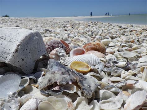 Shelling Tour Marco Island Boat Tours