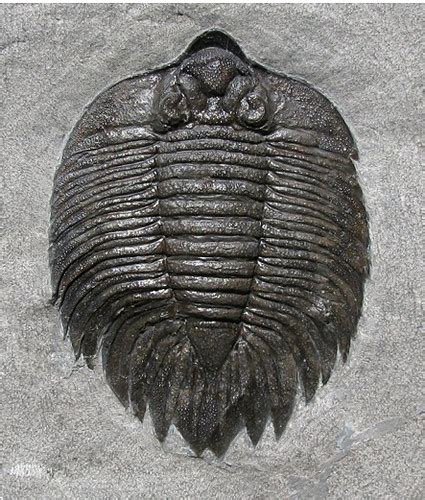 Arctinurus Boltoni From The Silurian Of New York Green Trilobite