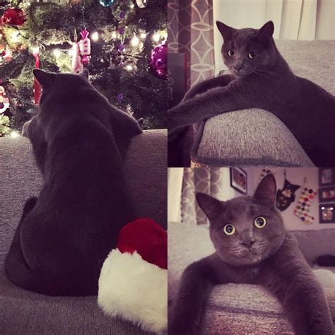 Caught My Cat Staring At The Christmas Tree While Sitting In This Weird