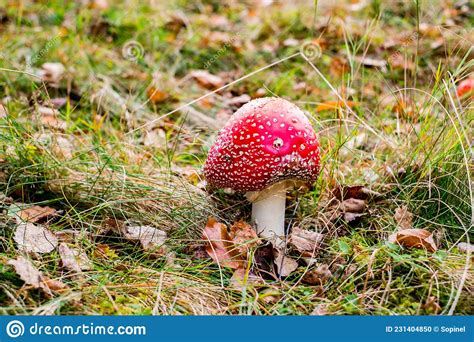 Red Toadstool Poisonous Mushroom Growth In The Autumn Forest Fly