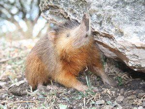 Hispaniolan hutia - Alchetron, The Free Social Encyclopedia