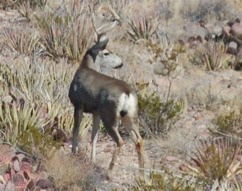 Chihuahuan Desert Animals List - Pets Lovers