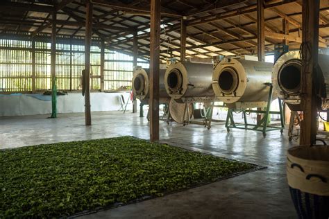 Tea blending workshop - Monsoon Tea