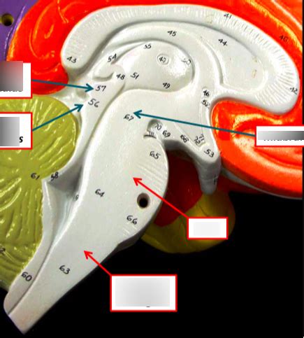 brain stem Diagram | Quizlet