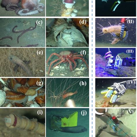 (PDF) Deep-sea organisms research oriented by deep-sea technologies development