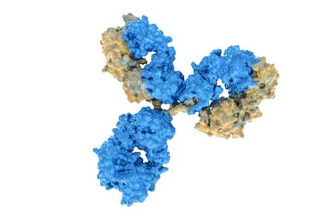 Mouse Anti Hbeag Antibody Clone M133 The Native Antigen Company