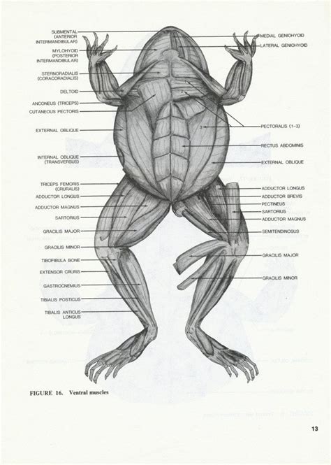 Frogger Humanoid Sketch Frog